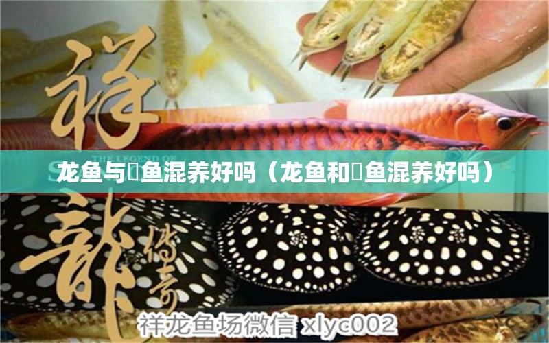 龍魚與魟魚混養(yǎng)好嗎（龍魚和魟魚混養(yǎng)好嗎） 廣州龍魚批發(fā)市場