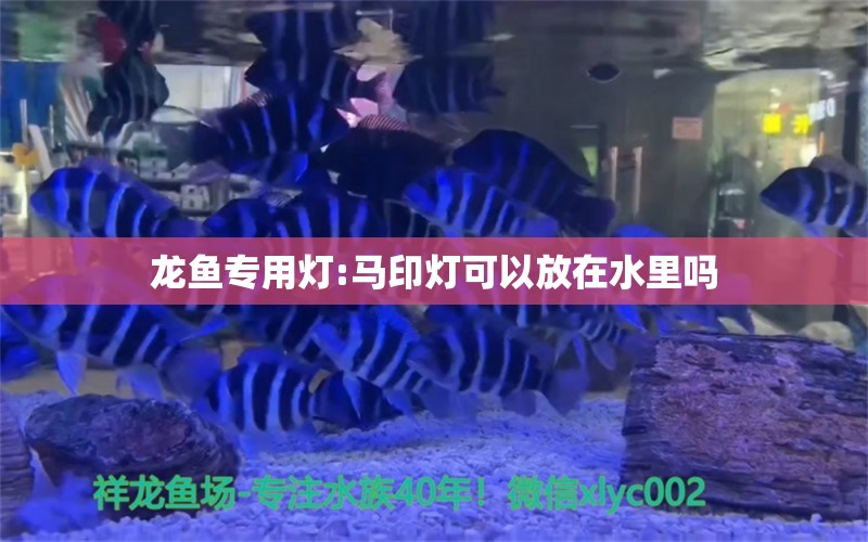 龍魚專用燈:馬印燈可以放在水里嗎 馬印水族 第1張