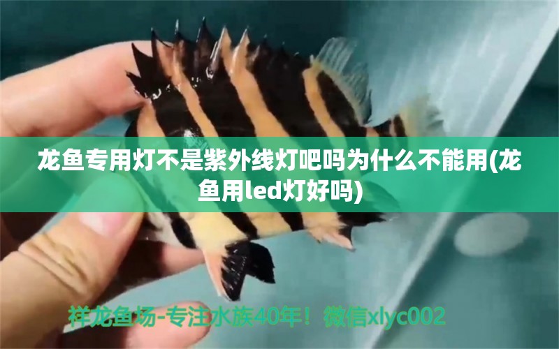 龍魚專用燈不是紫外線燈吧嗎為什么不能用(龍魚用led燈好嗎) 帝王迷宮魚