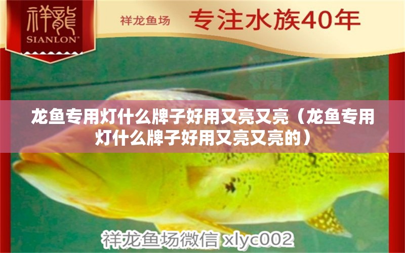 龍魚專用燈什么牌子好用又亮又亮（龍魚專用燈什么牌子好用又亮又亮的）