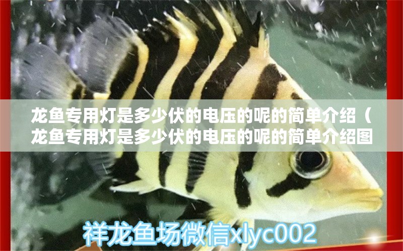 龍魚(yú)專用燈是多少伏的電壓的呢的簡(jiǎn)單介紹（龍魚(yú)專用燈是多少伏的電壓的呢的簡(jiǎn)單介紹圖片）