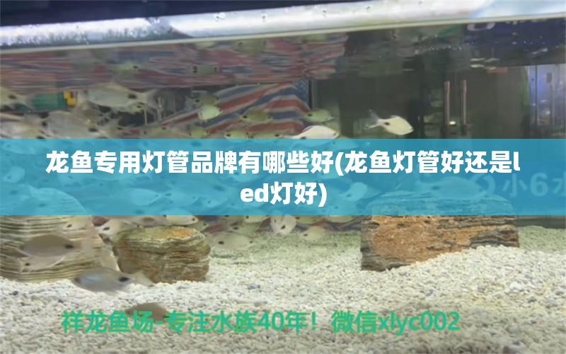 龍魚專用燈管品牌有哪些好(龍魚燈管好還是led燈好)