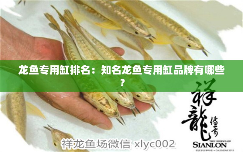 龍魚專用缸排名：知名龍魚專用缸品牌有哪些？ 龍魚百科 第2張