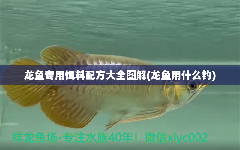 龍魚專用餌料配方大全圖解(龍魚用什么釣) 垂釣樂園