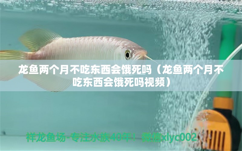 龍魚兩個月不吃東西會餓死嗎（龍魚兩個月不吃東西會餓死嗎視頻） 廣州龍魚批發(fā)市場