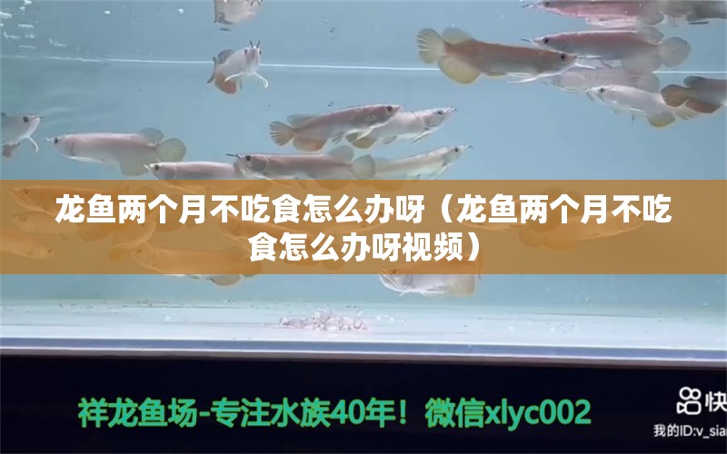 龍魚(yú)兩個(gè)月不吃食怎么辦呀（龍魚(yú)兩個(gè)月不吃食怎么辦呀視頻）