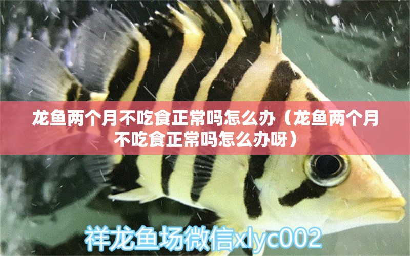 龍魚兩個月不吃食正常嗎怎么辦（龍魚兩個月不吃食正常嗎怎么辦呀） 廣州龍魚批發(fā)市場