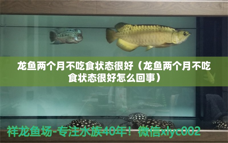 龍魚兩個(gè)月不吃食狀態(tài)很好（龍魚兩個(gè)月不吃食狀態(tài)很好怎么回事）