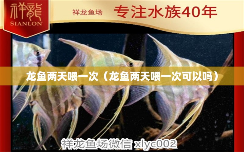 龍魚兩天喂一次（龍魚兩天喂一次可以嗎） 廣州龍魚批發(fā)市場