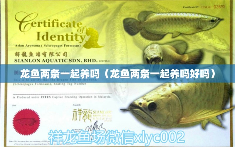 龍魚兩條一起養(yǎng)嗎（龍魚兩條一起養(yǎng)嗎好嗎） 龍魚疾病與治療