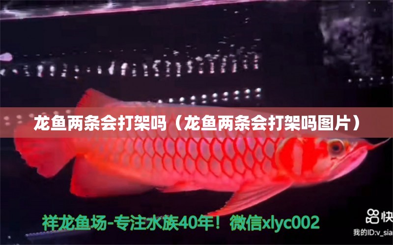 龍魚兩條會打架嗎（龍魚兩條會打架嗎圖片） 龍魚疾病與治療