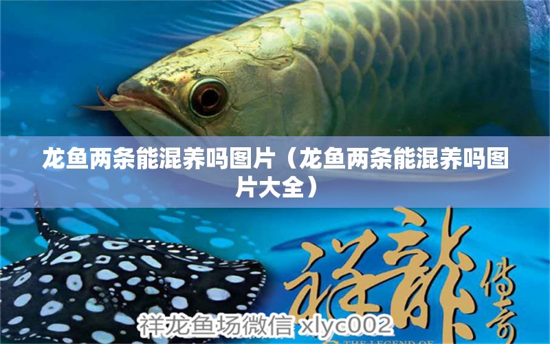 龍魚兩條能混養(yǎng)嗎圖片（龍魚兩條能混養(yǎng)嗎圖片大全）