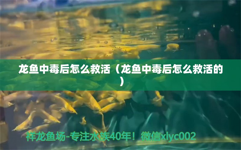 龍魚中毒后怎么救活（龍魚中毒后怎么救活的）