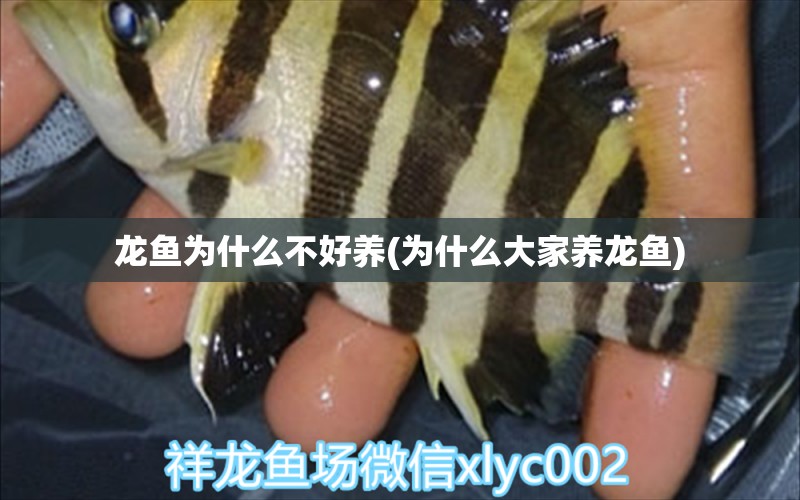 龍魚為什么不好養(yǎng)(為什么大家養(yǎng)龍魚) 眼斑魚