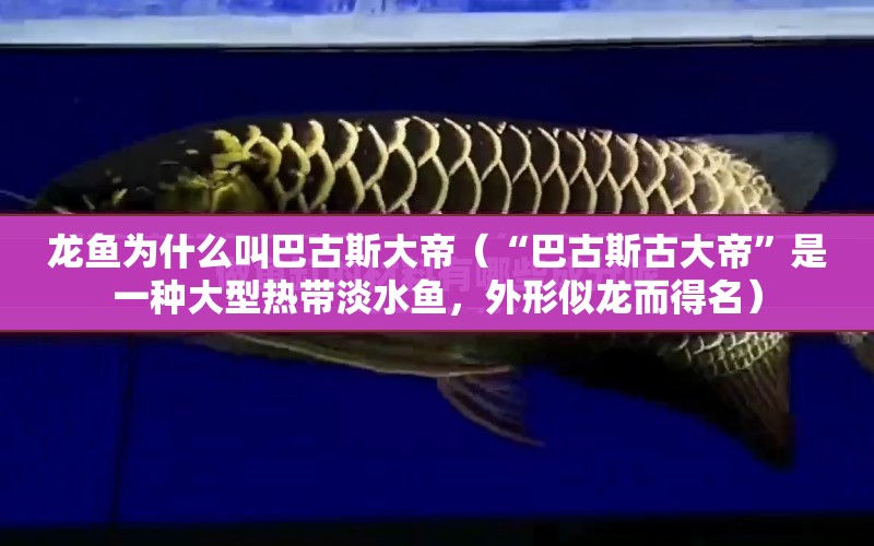 龍魚為什么叫巴古斯大帝（“巴古斯古大帝”是一種大型熱帶淡水魚，外形似龍而得名） 水族問答 第1張