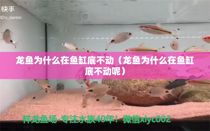 龍魚為什么在魚缸底不動（龍魚為什么在魚缸底不動呢） 廣州龍魚批發(fā)市場