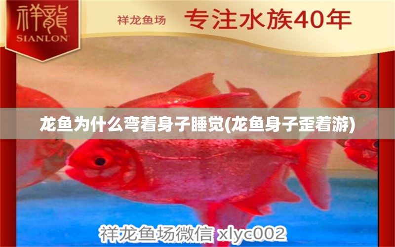 龍魚為什么彎著身子睡覺(龍魚身子歪著游) 龍魚芯片掃碼器