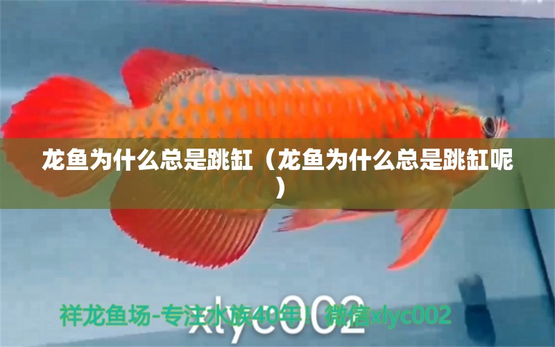 龍魚為什么總是跳缸（龍魚為什么總是跳缸呢） 廣州龍魚批發(fā)市場