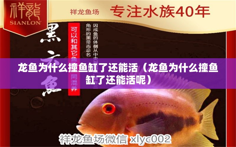 龍魚為什么撞魚缸了還能活（龍魚為什么撞魚缸了還能活呢）