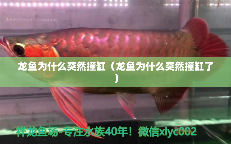 龍魚為什么突然撞缸（龍魚為什么突然撞缸了）