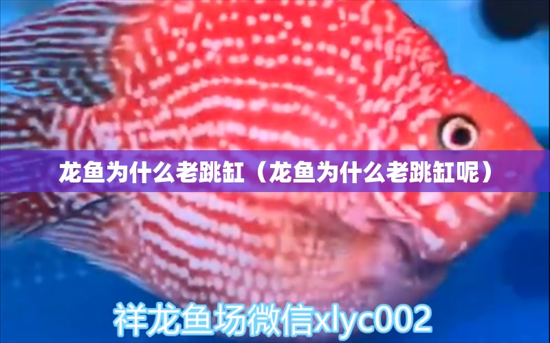 龍魚為什么老跳缸（龍魚為什么老跳缸呢） 廣州龍魚批發(fā)市場