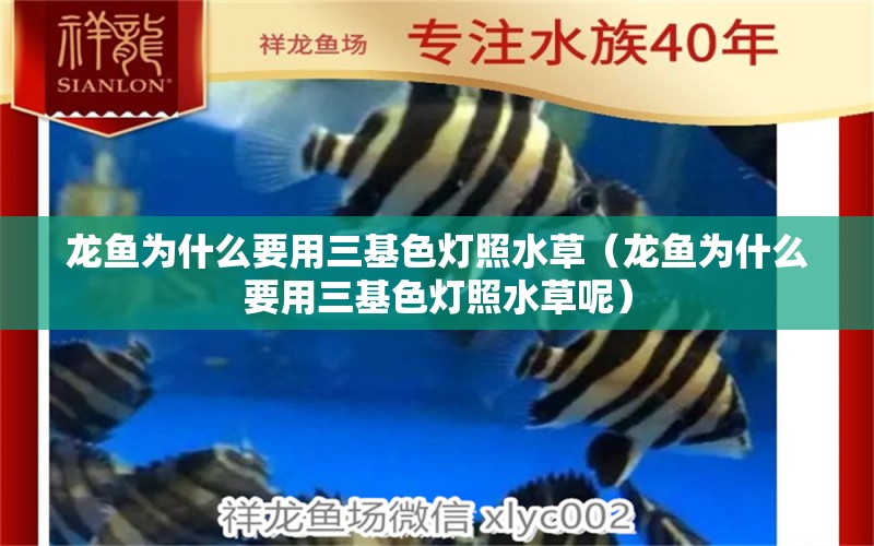 龍魚為什么要用三基色燈照水草（龍魚為什么要用三基色燈照水草呢） 水草