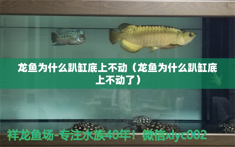 龍魚為什么趴缸底上不動（龍魚為什么趴缸底上不動了） 祥龍水族醫(yī)院