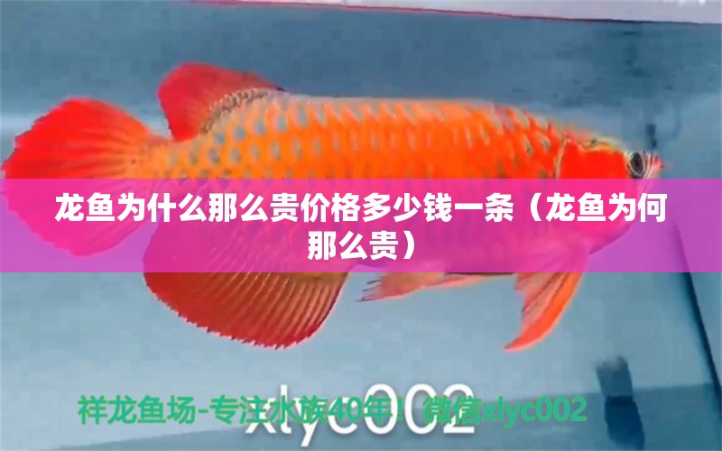 龍魚為什么那么貴價(jià)格多少錢一條（龍魚為何那么貴）