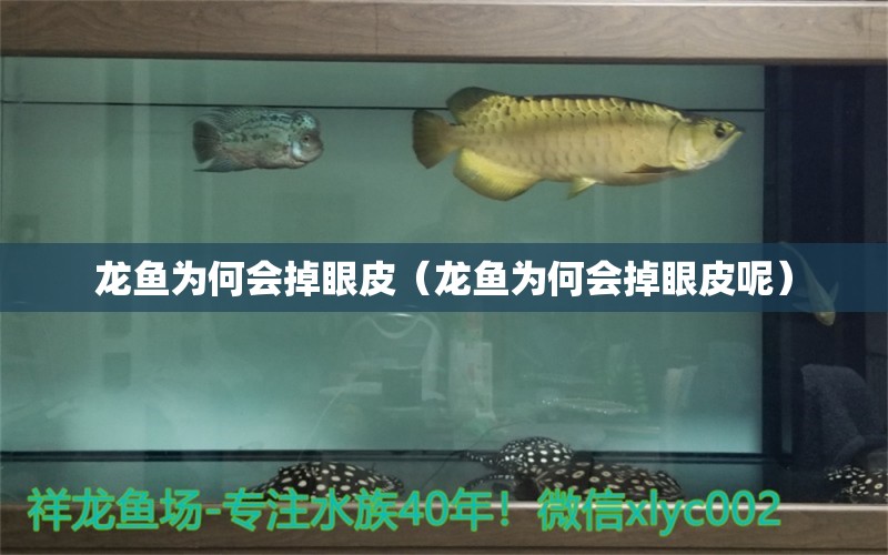 龍魚為何會(huì)掉眼皮（龍魚為何會(huì)掉眼皮呢）