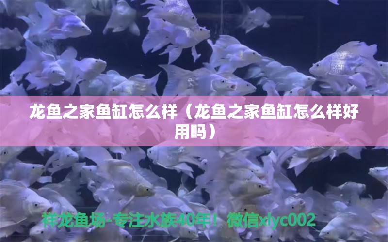 龍魚之家魚缸怎么樣（龍魚之家魚缸怎么樣好用嗎）