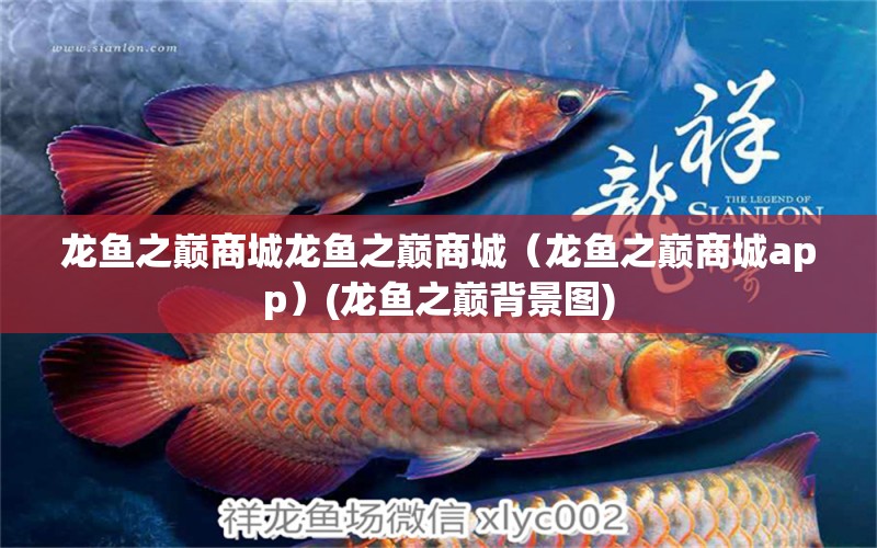 龍魚之巔商城龍魚之巔商城（龍魚之巔商城app）(龍魚之巔背景圖) 黃金達摩魚