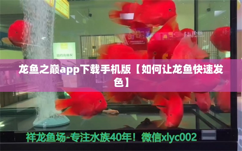 龍魚之巔app下載手機版【如何讓龍魚快速發(fā)色】