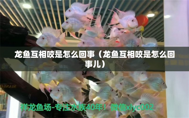 龍魚互相咬是怎么回事（龍魚互相咬是怎么回事兒）