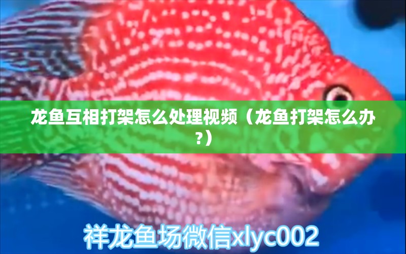 龍魚互相打架怎么處理視頻（龍魚打架怎么辦?）