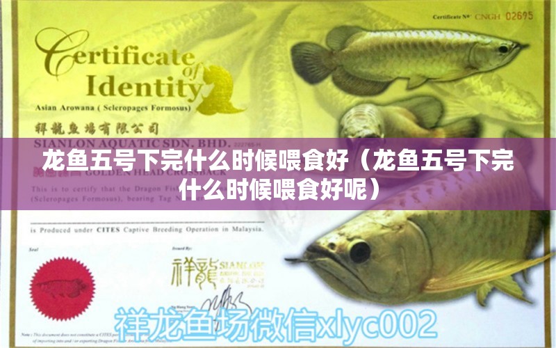 龍魚(yú)五號(hào)下完什么時(shí)候喂食好（龍魚(yú)五號(hào)下完什么時(shí)候喂食好呢）