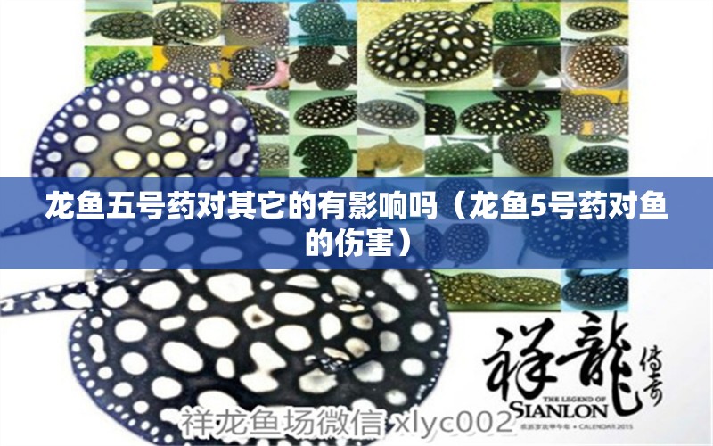 龍魚五號(hào)藥對(duì)其它的有影響嗎（龍魚5號(hào)藥對(duì)魚的傷害）