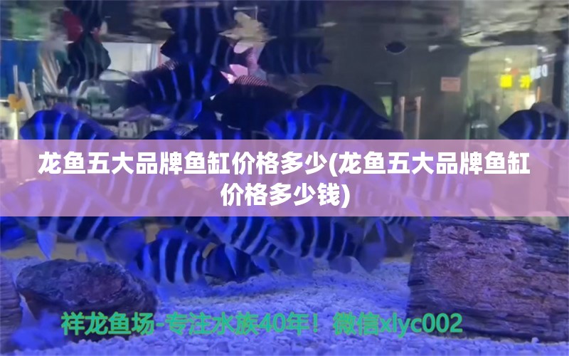 龍魚五大品牌魚缸價格多少(龍魚五大品牌魚缸價格多少錢) 白子銀版魚苗