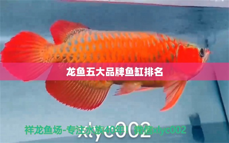 龍魚(yú)五大品牌魚(yú)缸排名 龍魚(yú)百科 第2張