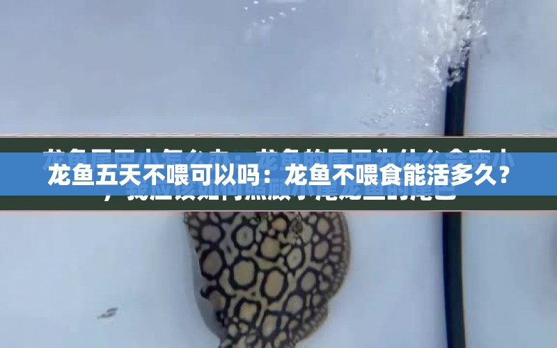 龍魚五天不喂可以嗎：龍魚不喂食能活多久？