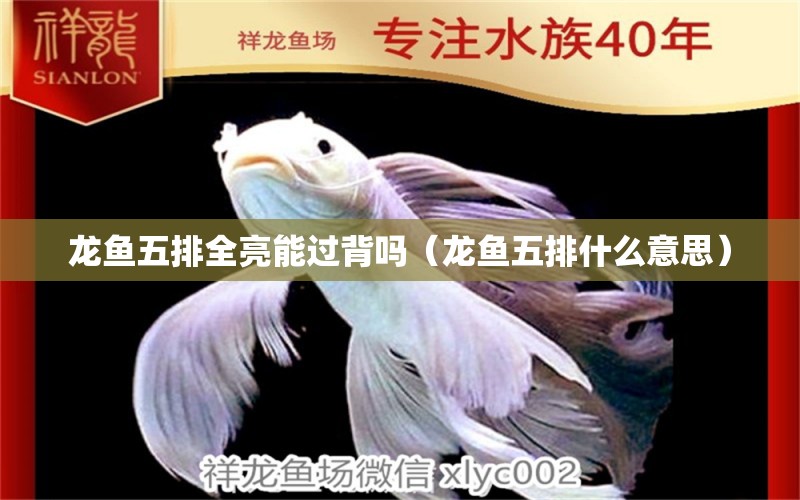 龍魚五排全亮能過(guò)背嗎（龍魚五排什么意思）