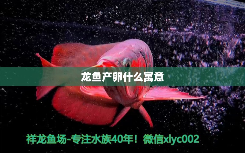 龍魚產(chǎn)卵什么寓意