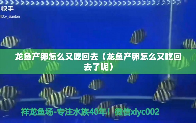 龍魚產(chǎn)卵怎么又吃回去（龍魚產(chǎn)卵怎么又吃回去了呢） 廣州龍魚批發(fā)市場