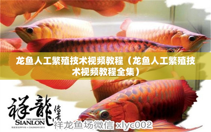 龍魚人工繁殖技術(shù)視頻教程（龍魚人工繁殖技術(shù)視頻教程全集）