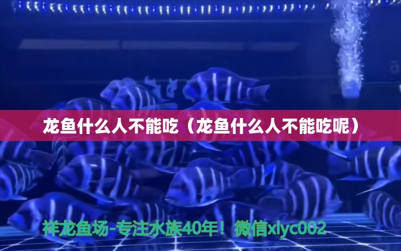 龍魚(yú)什么人不能吃（龍魚(yú)什么人不能吃呢） 廣州龍魚(yú)批發(fā)市場(chǎng)