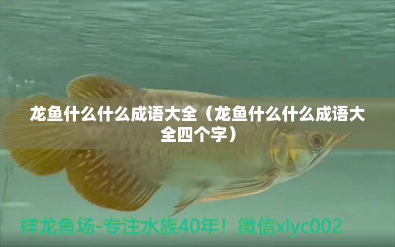 龍魚(yú)什么什么成語(yǔ)大全（龍魚(yú)什么什么成語(yǔ)大全四個(gè)字）