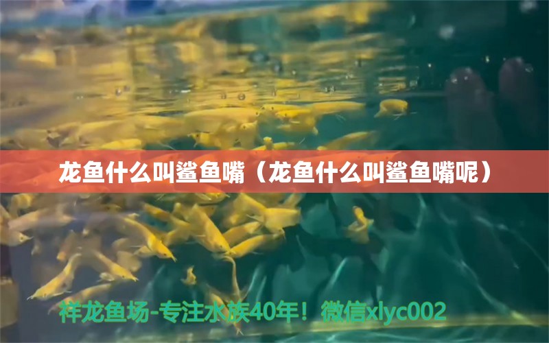 龍魚什么叫鯊魚嘴（龍魚什么叫鯊魚嘴呢） 廣州龍魚批發(fā)市場(chǎng)