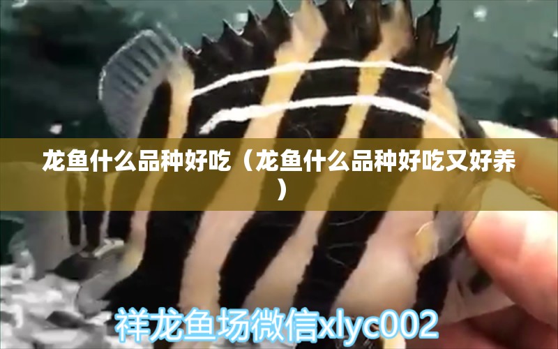 龍魚(yú)什么品種好吃（龍魚(yú)什么品種好吃又好養(yǎng)）