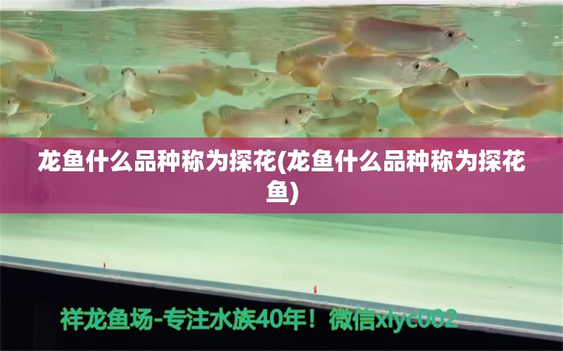 龍魚什么品種稱為探花(龍魚什么品種稱為探花魚) 溫控設(shè)備