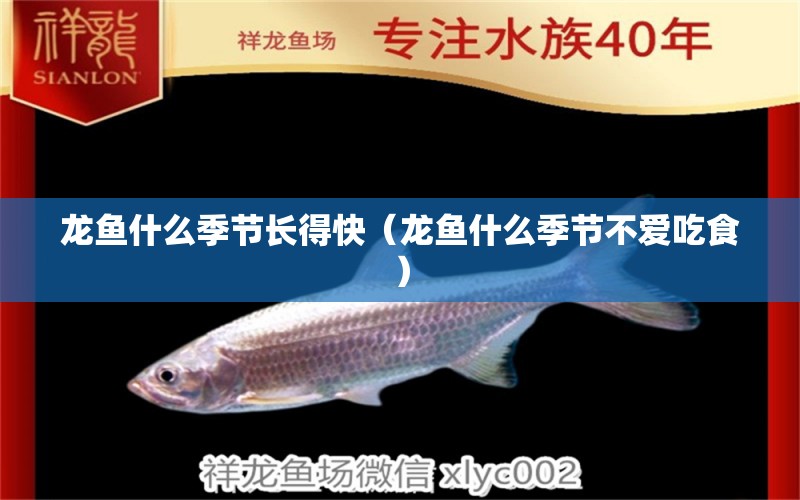 龍魚什么季節(jié)長(zhǎng)得快（龍魚什么季節(jié)不愛吃食）