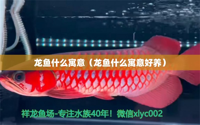 龍魚什么寓意（龍魚什么寓意好養(yǎng)）